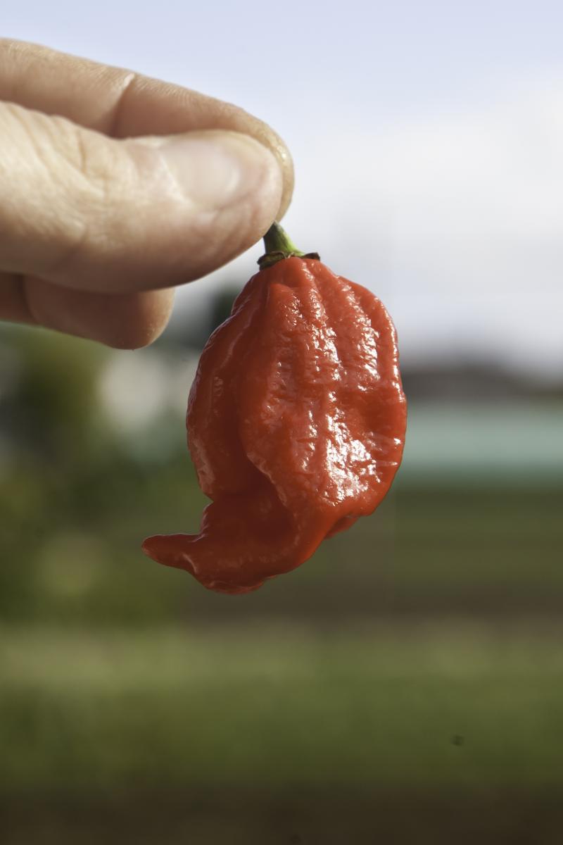 Naga Morich